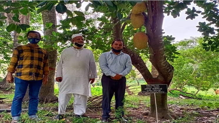 প্রধানমন্ত্রী লাগানো সেই গাছে কাঁঠাল ধরলো