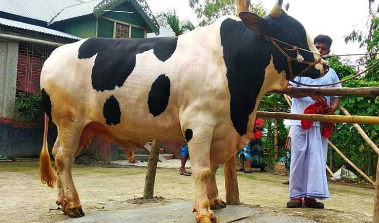 কোরবানির হাট কাঁপাতে আসছে ‘হিরো আলম’
