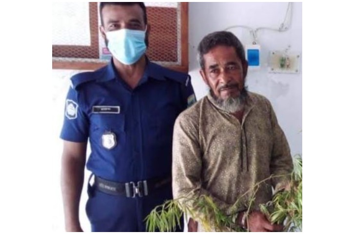 লেবু বাগানের আড়ালে গাঁজা চাষ