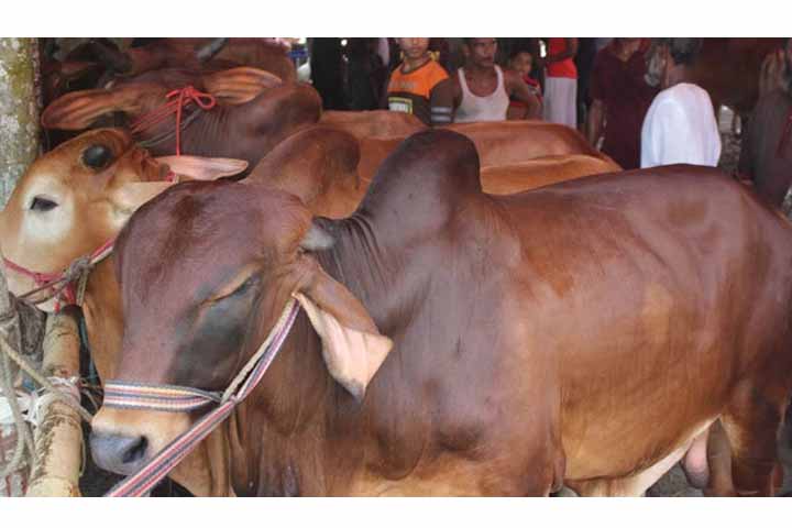 সারাদেশে বসবে কোরবানির পশুর হাট