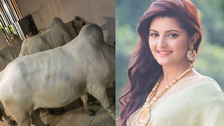 এবার এফডিসিতে ৬টি গরু কোরবানি দেবেন পরীমণি