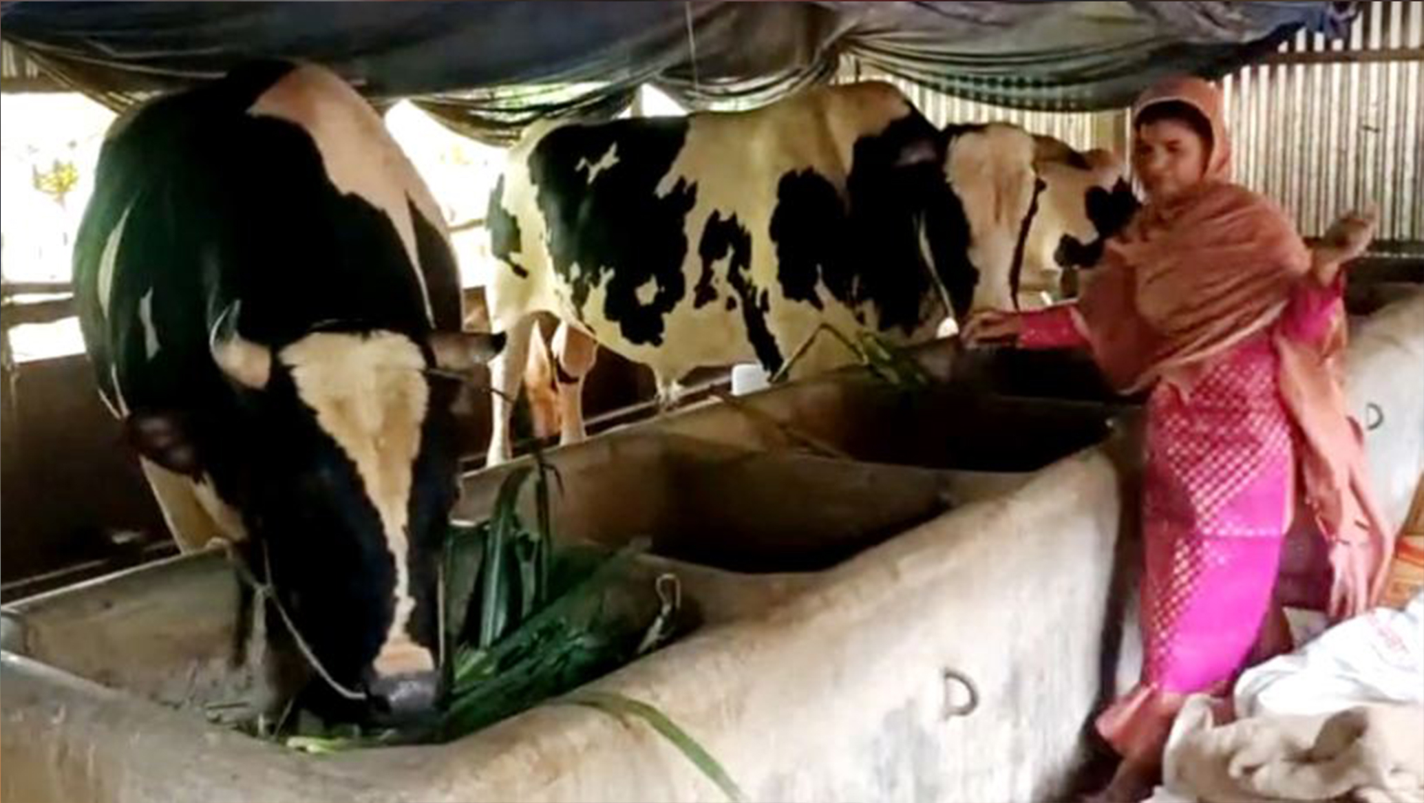 কোরবানির হাট কাঁপাতে যাচ্ছে টাঙ্গাইলের মানিক-রতন