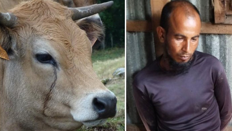 অন্তঃসত্ত্বা গরুও রেহাই পায়নি ধর্ষকের হাত থেকে 