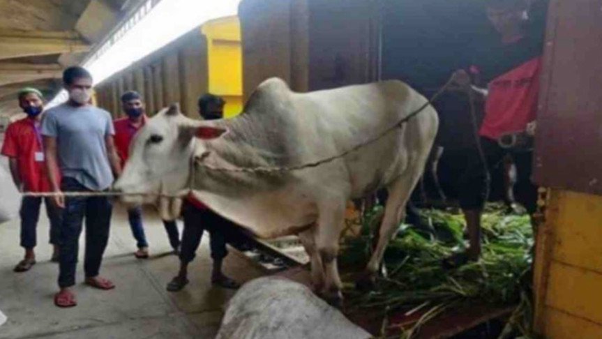 ক্যাটল স্পেশাল ট্রেনে রাজধানীতে আনা হলো ৮০০ গরু