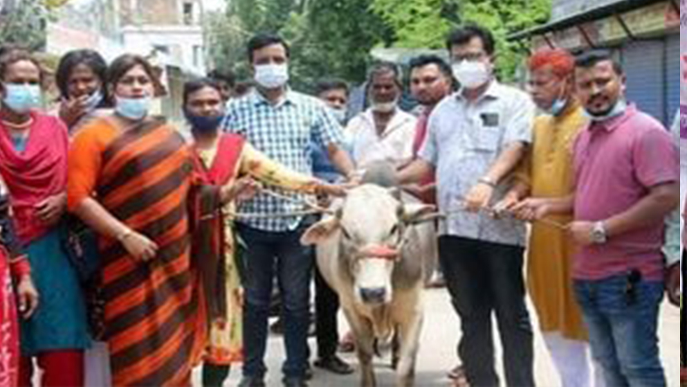 হিজড়াদের কোরবানির গরু উপহার দিলেন সাংসদ মোজাফফর 