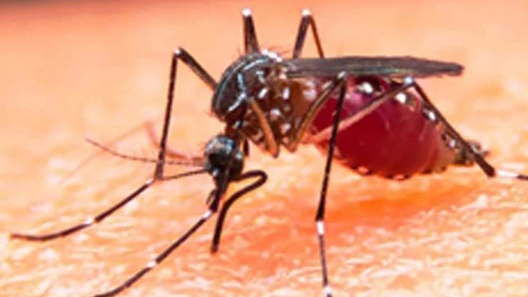 এডিসের লার্ভা পাওয়ায় ওয়ার্ড কাউন্সিলরসহ তিনজনকে ২ লাখ টাকা জরিমানা