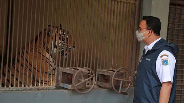 ইন্দোনেশিয়ার চিড়িয়াখানার বাঘ করোনা আক্রান্ত