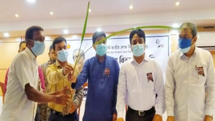 ভারপ্রাপ্ত চেয়ারম্যান বজ্রপাত প্রতিরোধে তালের চারা রোপণ 