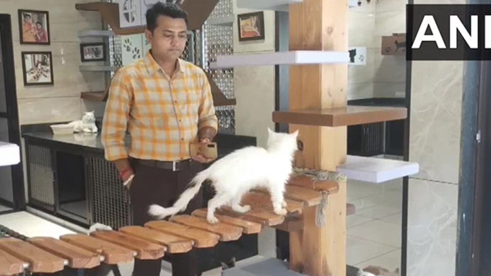 মৃত্যুর পর বোন ফিরেছে বিড়ালবেশে, তাই ভাই খুললেন ক্যাট গার্ডন