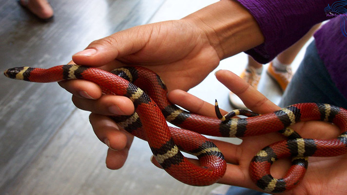 বিয়েতে যৌতুক হিসেবে সোনাদানা নয়, বিষাক্ত সাপ দেওয়া হয় যেখানে