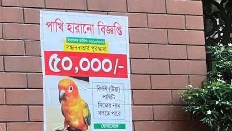 হারানো পাখির সন্ধান পেতে ৫০ হাজার টাকা পুরস্কার ঘোষণা