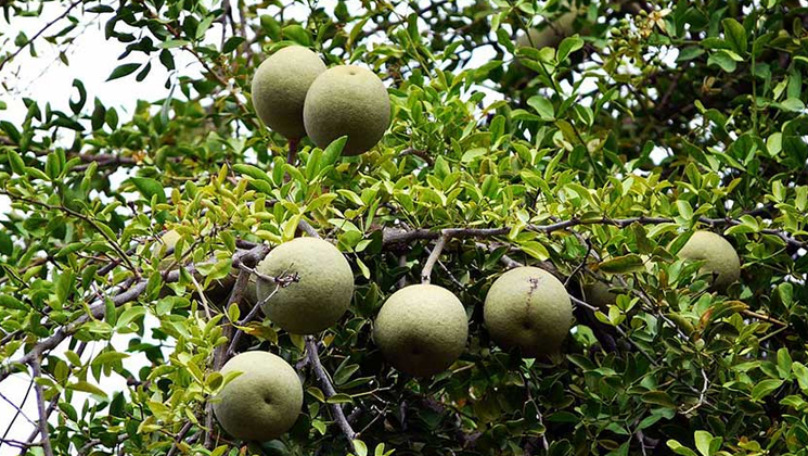 পুষ্টিগুণে অনন্য কদবেল