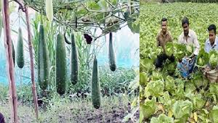 আগাম শীতকালীন সবজির ব্যাপক ফলন, কৃষকের মুখে হাসি
