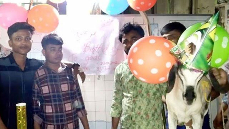 কেক কেটে ছাগলের জন্মদিন উদযাপন