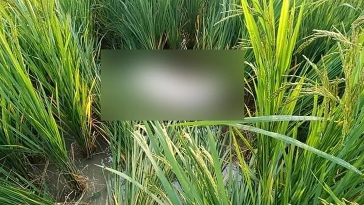 ধানক্ষেতে মিলল শিশু নুসরাতের বস্তাবন্দি লাশ