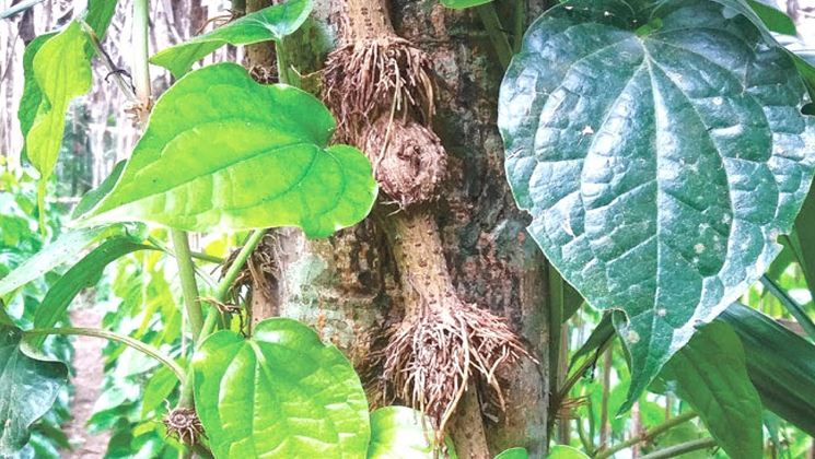 জনপ্রিয়তা বাড়ছে চুইঝালের‌