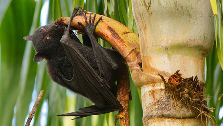 নিপা ভাইরাস সৃষ্টি করবে আরেকটি মহামারি