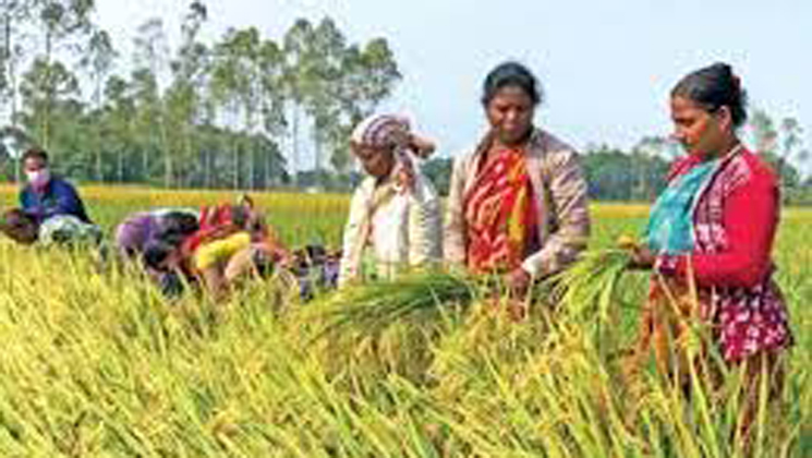 কৃষক ভাল ফলন পেয়ে খুশি, ফসল কাটার ধুম 
