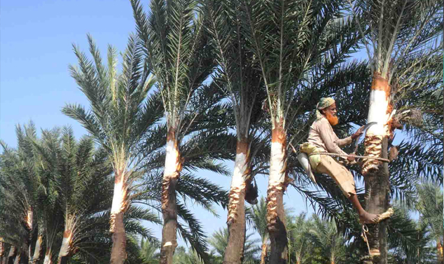 গাছিরা খেজুর গাছ পরিচর্যায় ব্যস্ত 