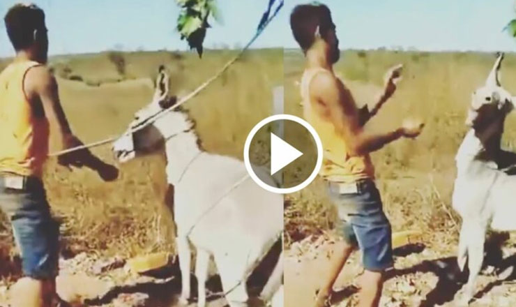 গাধা'র প্রতিশোধ, ভাইরাল ভিডিও