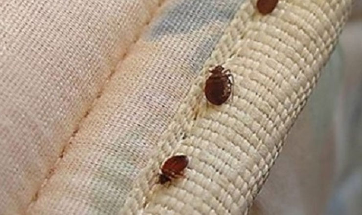 মুহুর্তেই তেলাপোকা-ছারপোকা দূর করার উপায়