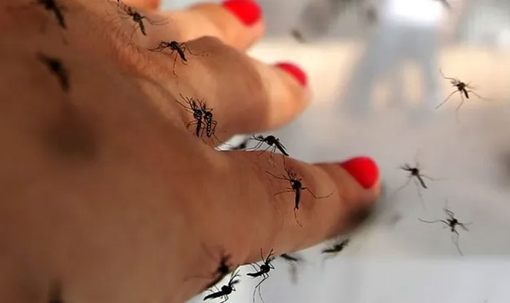 এই নিয়মটি মানলে ঘরে একটিও মশা থাকবে না আর