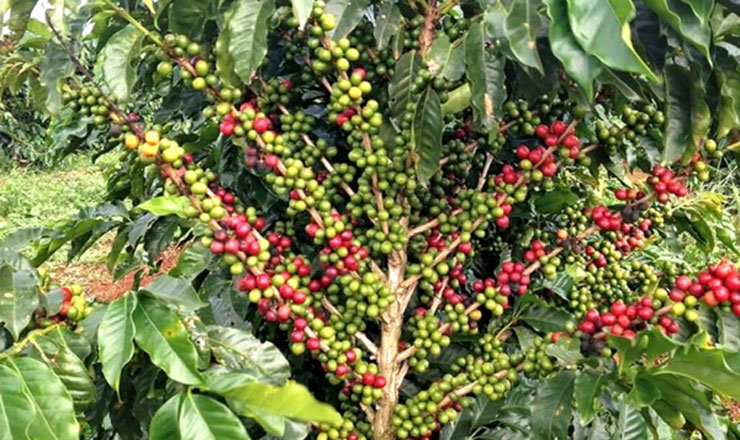 কফি চাষ শুরু হলো টাঙ্গাইলে