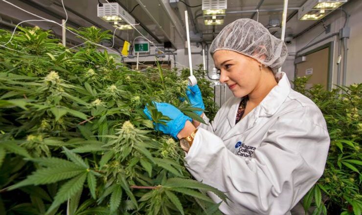 গাঁজা খাওয়াতে ১৫ কোটি ৪০ লাখ ডলার ঢালছে কানাডা 