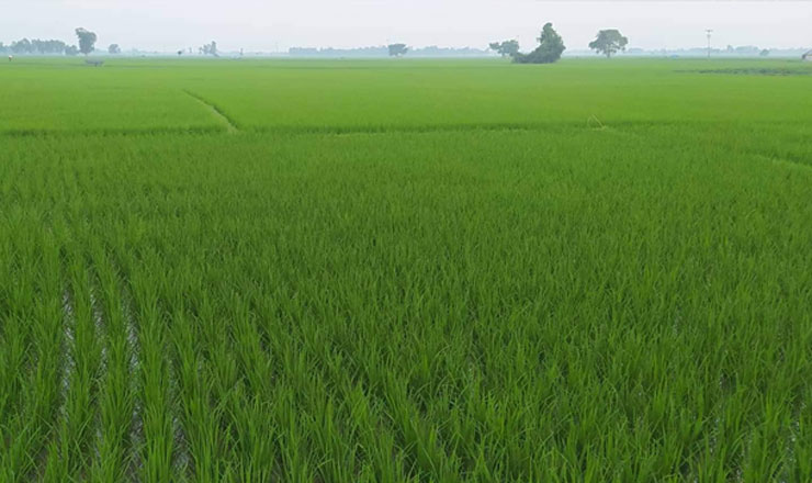 নন্দীগ্রামে আমন ধানক্ষেত জুড়ে সবুজের সমারোহ, বাম্পার ফলনের আশায় কৃষক