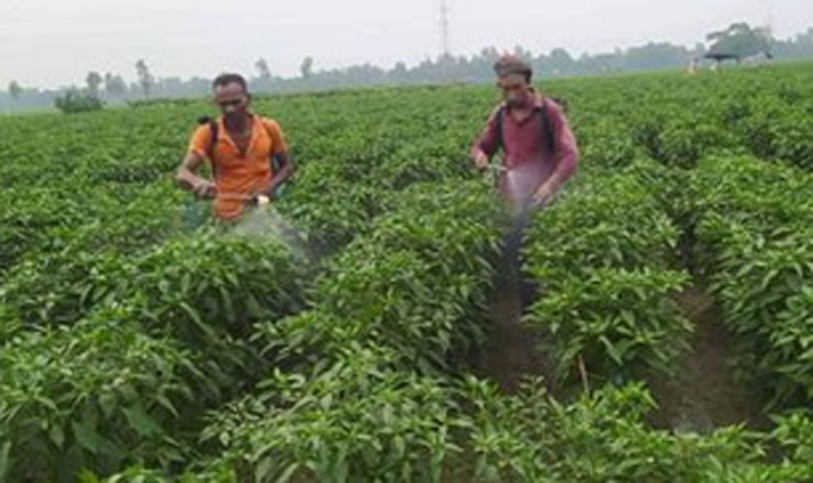 মরিচ চাষে বাম্পার ফলনের আশায় খুশি নন্দীগ্রামের কৃষক