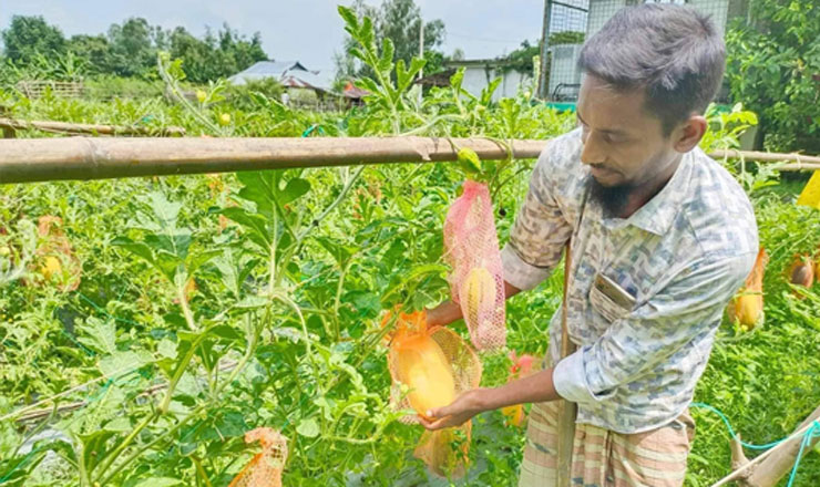 নন্দীগ্রামে মাচায় ঝুলছে রসালো তরমুজ, স্বাবলম্বী হওয়ার স্বপ্ন দেখছে জাব্বির