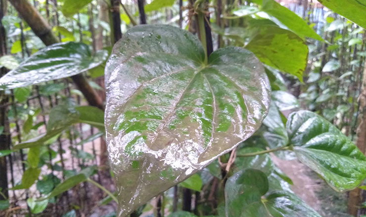 বাগমারার দুর্বৃত্তদের দেয়া ঘাসমারা বিষে পান বরজের ক্ষতি ৮ লক্ষাধিক টাকা 