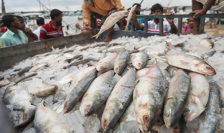 বাংলাদেশের ইলিশের দাম ভারতে কম কেন?