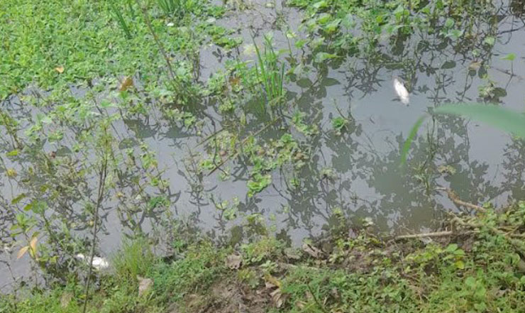বাগমারায় দুর্বৃত্তদের দেয়া বিষে চাষকৃত মাছের ব্যাপক ক্ষতি
