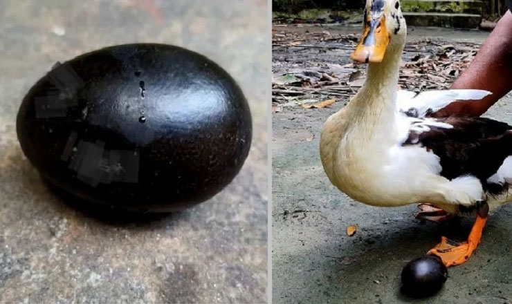 সংবাদ প্রকাশের পর ভোলার সেই হাঁসের ডিম পাড়া বন্ধ!