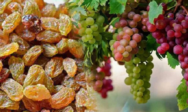 আঙুর নাকি কিসমিস, কোনটা আপনার স্বাস্থ্যের জন্য বেশি উপযোগী?