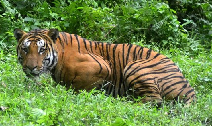 ২০০ জন মিলে হত্যা করল 'মানুষখেকো' বাঘকে