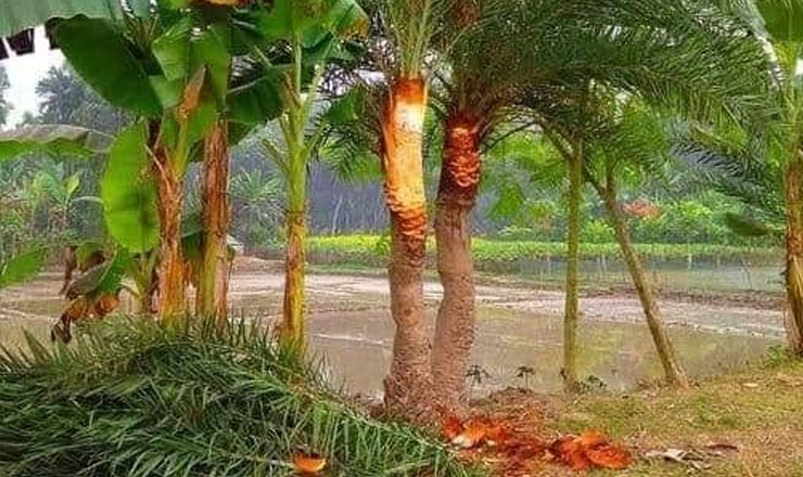 নন্দীগ্রামে শীতের আগমনী বার্তায় খেজুর গাছ প্রস্তুত করতে ব্যস্ত গাছিরা