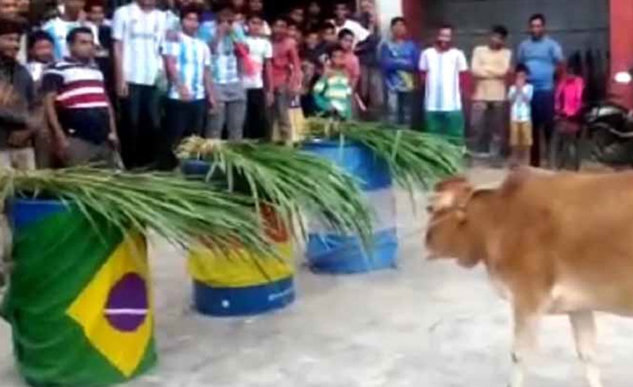 গরুর ভবিষ্যৎ বাণী, এবার বিশ্বকাপ জিতবে যে দল