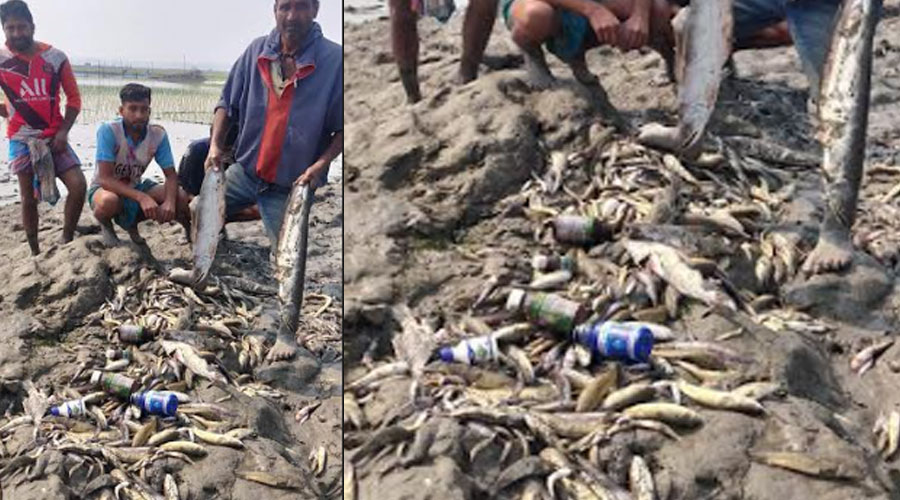 বাগমারার কাদারবিলে বিষ প্রয়োগে মাছ নিধন