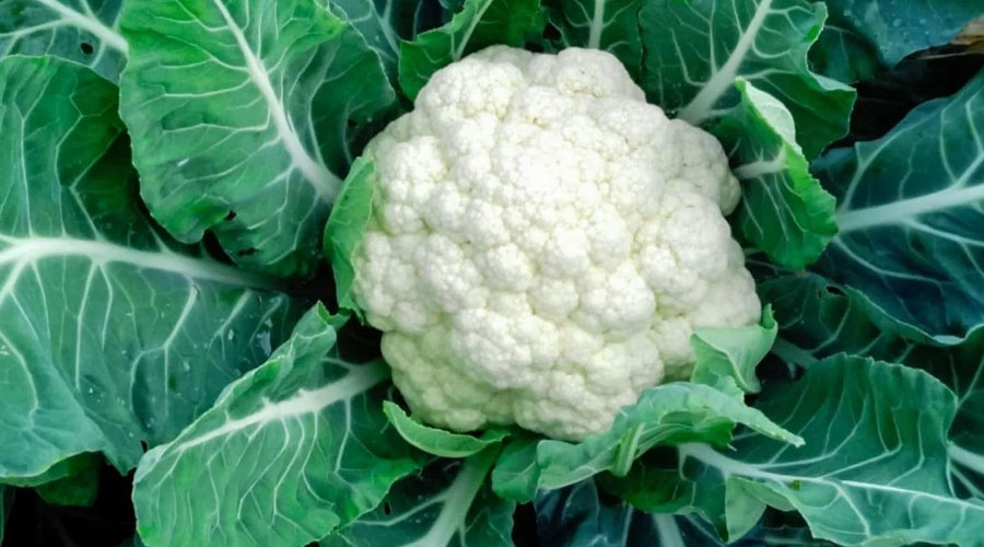 ফুলকপির পাতা ফেলে দিচ্ছেন? গুণাগুণ জানলে আপনি অবাক হতে বাধ্য