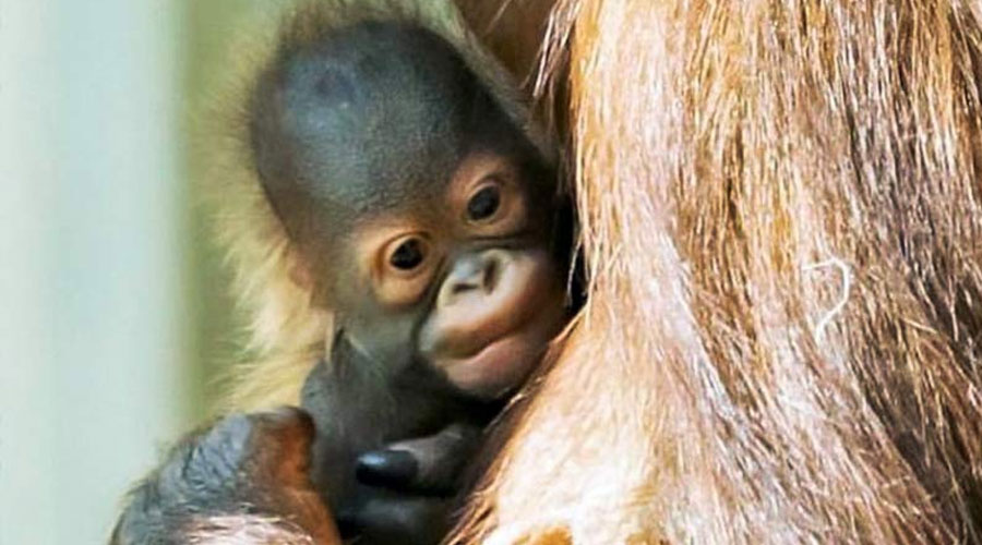 ২০২১ সালের ফেব্রুয়ারিতে সুস্থ সন্তানের জন্ম দেয় বানর প্রজাতির সেই প্রাণী। ছবি: প্রতীকী