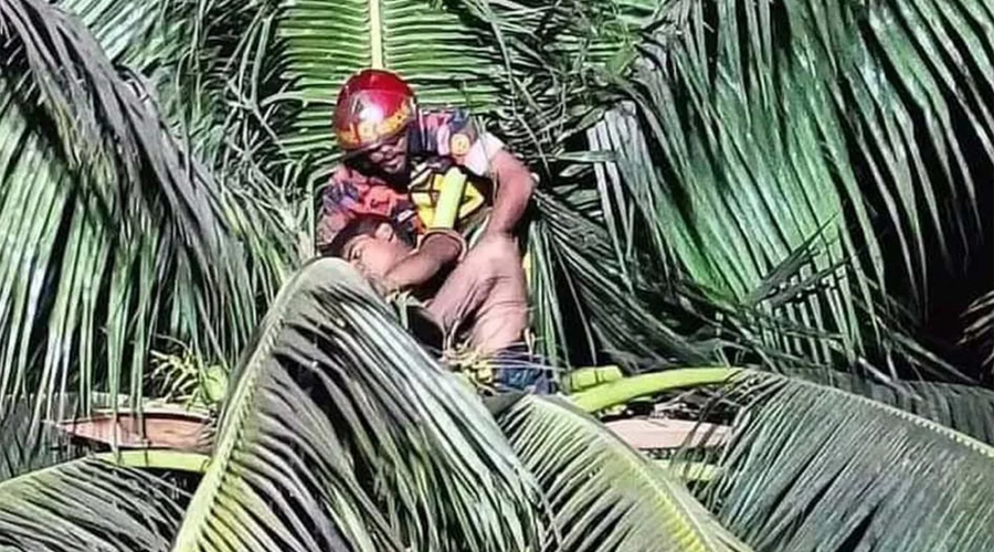 ডাব চুরি করতে গিয়ে গাছের মাথায় অজ্ঞান! ৬ ঘণ্টায় ফায়ার সার্ভিসের উদ্ধার