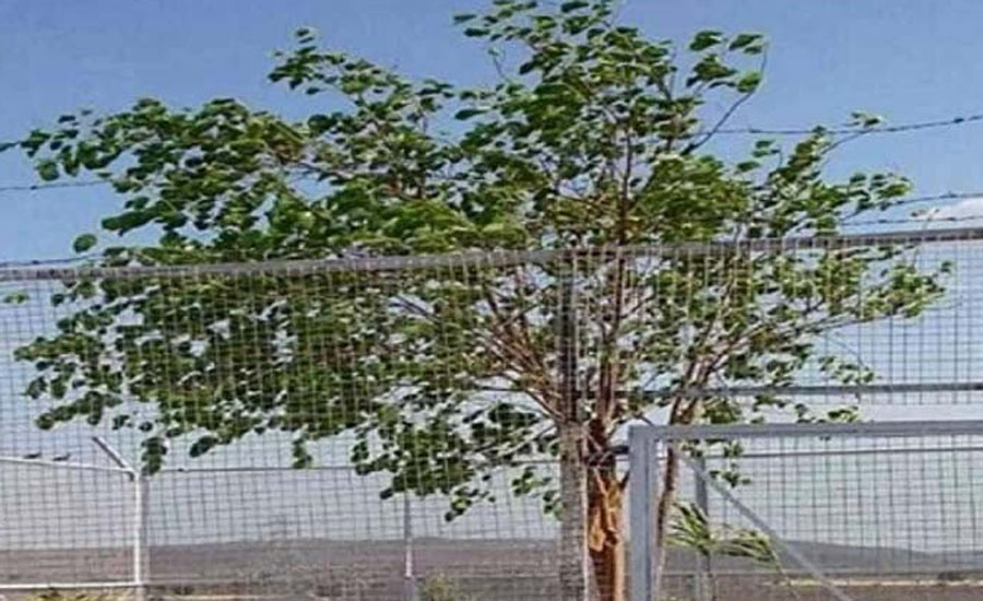 একটি গাছের পরিচর্যায় খরচ ১৫ লাখ টাকা, দিনরাত পাহারা দেয় সশস্ত্র প্রহরী, কেন জানেন?