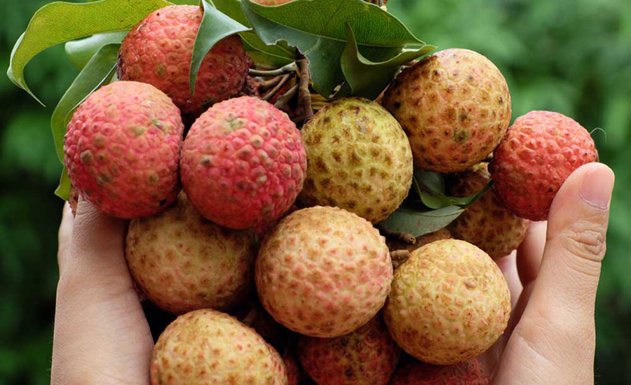 লিচুর বিচি গলায় আটকে মারা যাচ্ছে শিশুরা