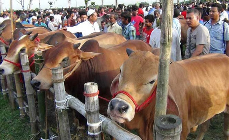 রাজধানীর যেসব স্থানে কোরবানির পশুর হাট বসবে