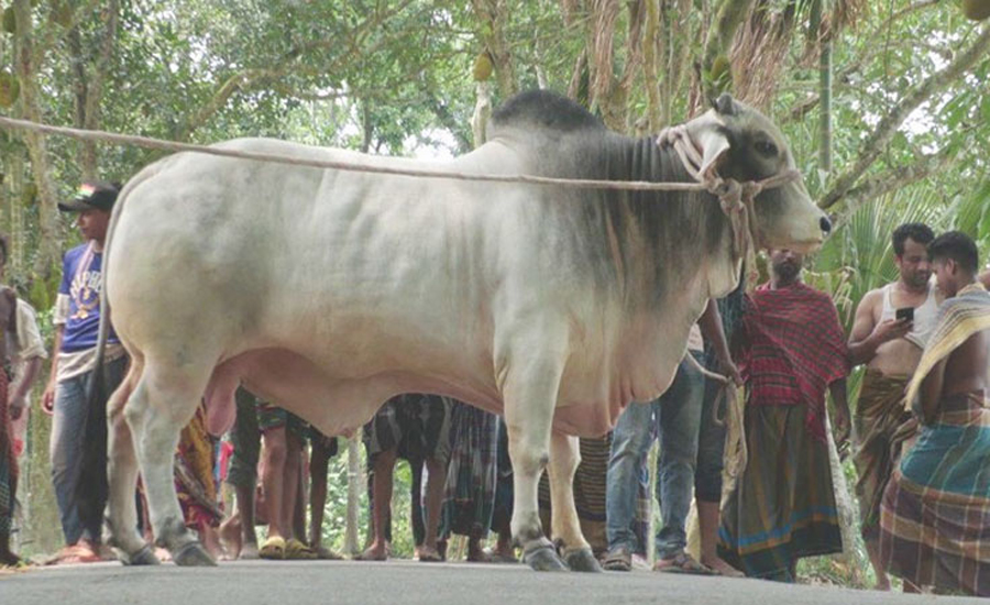 বিমানে চড়ে যুক্তরাষ্ট্র থেকে আসা ব্রাহামা গরু উঠছে কোরবানির হাটে