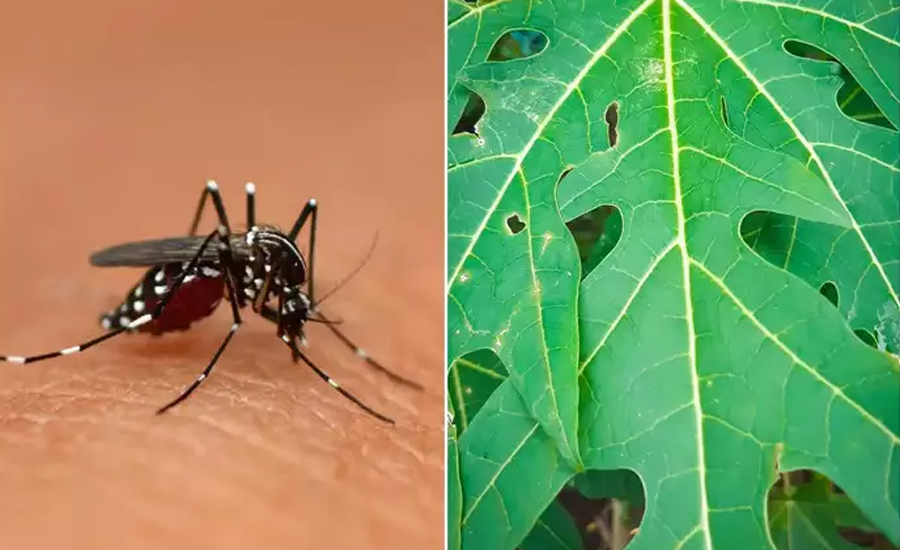 পেঁপে পাতার রসে কি আদৌ প্লাটিলেট বাড়ে? কী বলছেন চিকিৎসকরা