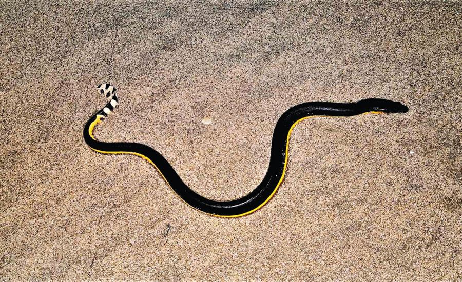 কক্সবাজার সৈকতে ভয়ংকর বিষধর সাপের আতঙ্ক