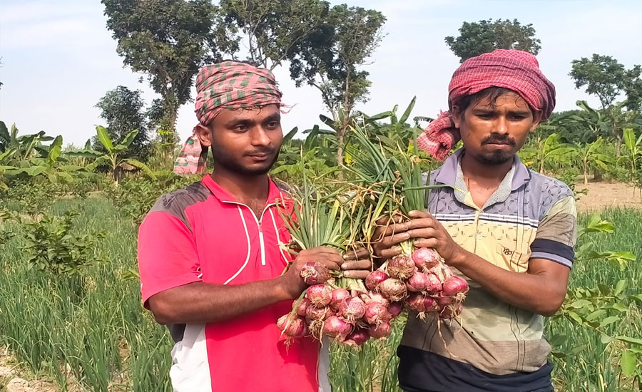 নাটোরে গ্রীষ্মকালীন অসময়ের পেয়াজ চাষে লাভবান কৃষকেরা